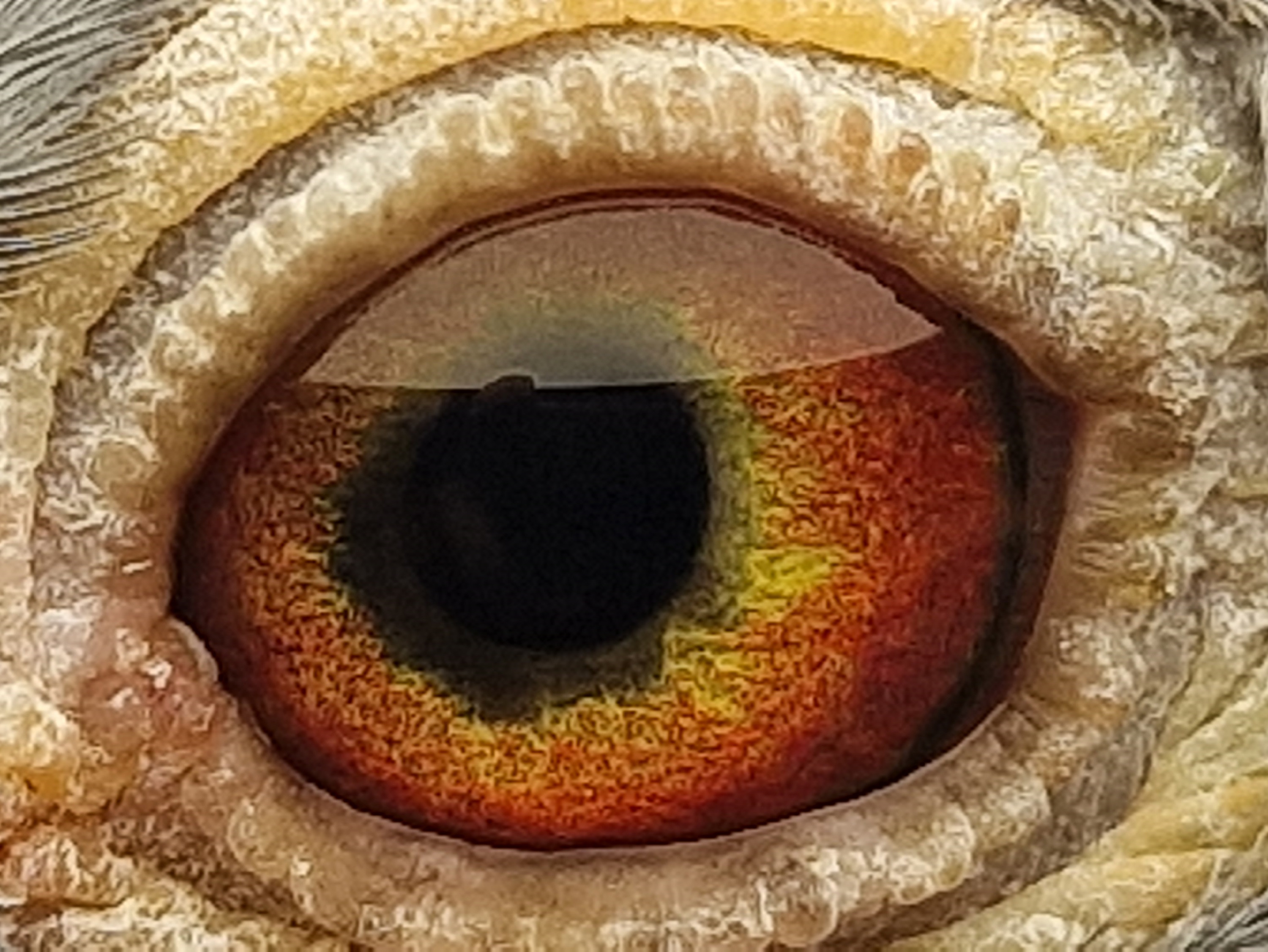 Pigeon eye